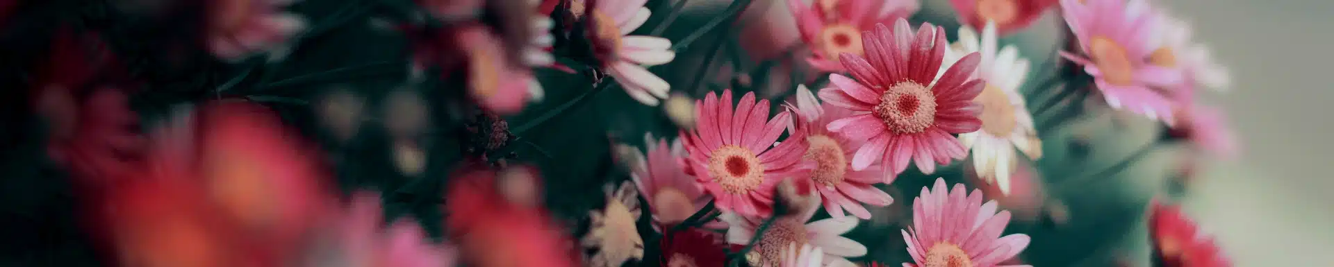 image of bunch of pink flowers