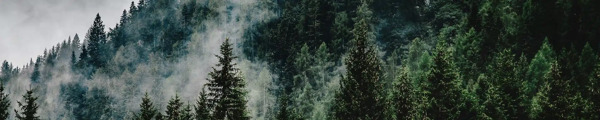 image of green forest with a smog